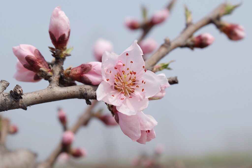spring, nature, peach blossom-804533.jpg