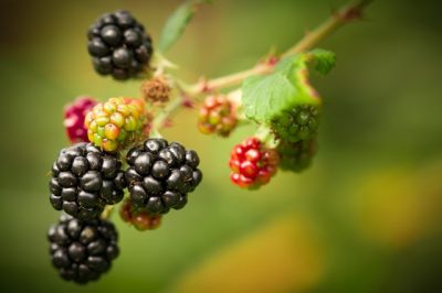 blackberries