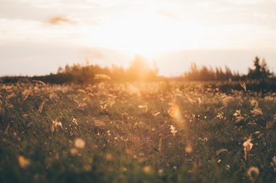 meadow at dawn